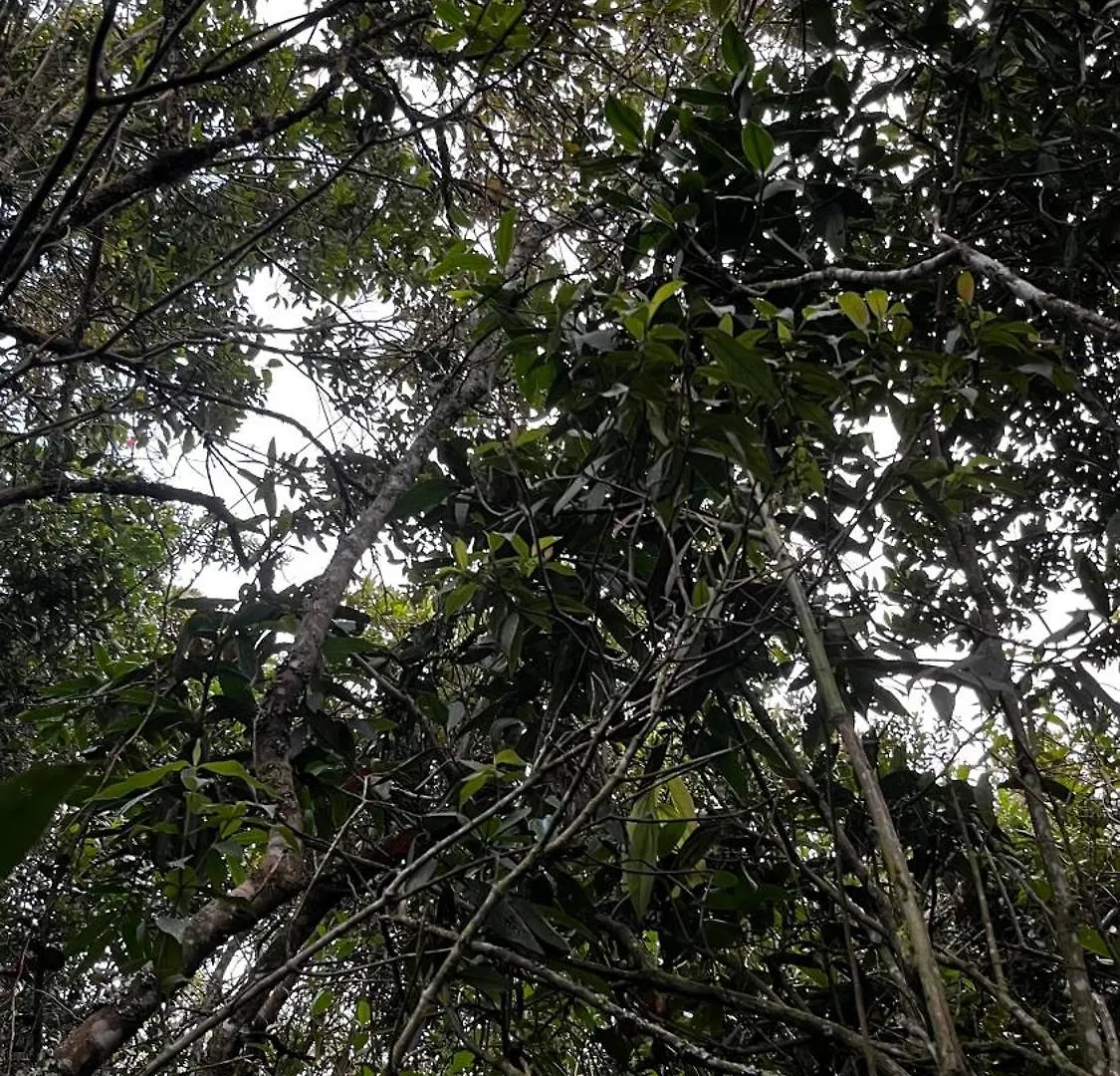 Ancestral Habitad Villa Medellín Lodge